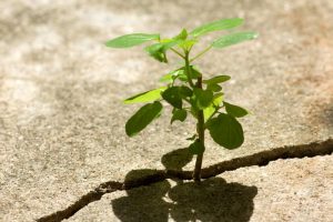 Iso 14001 ed Emas: i vantaggi per le aziende